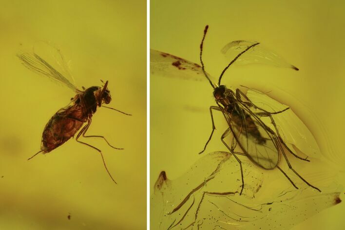 Two Fossil Flies (Diptera) In Baltic Amber #109384